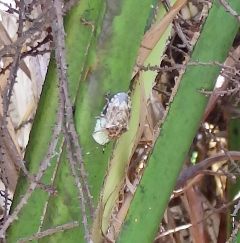 Antiteuchus guianensis